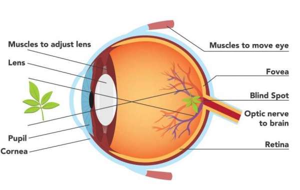 Macular Degeneration Operations: Making The Rightful Selection