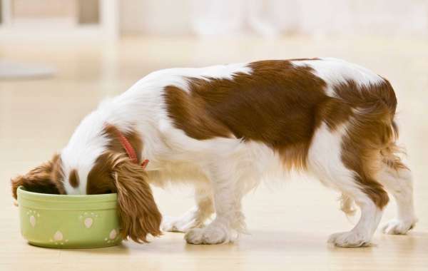 Dog Food Recipes for Dogs With Allergies