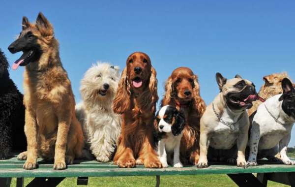 Top Dog Breeds Suitable for Emotional Support Animals